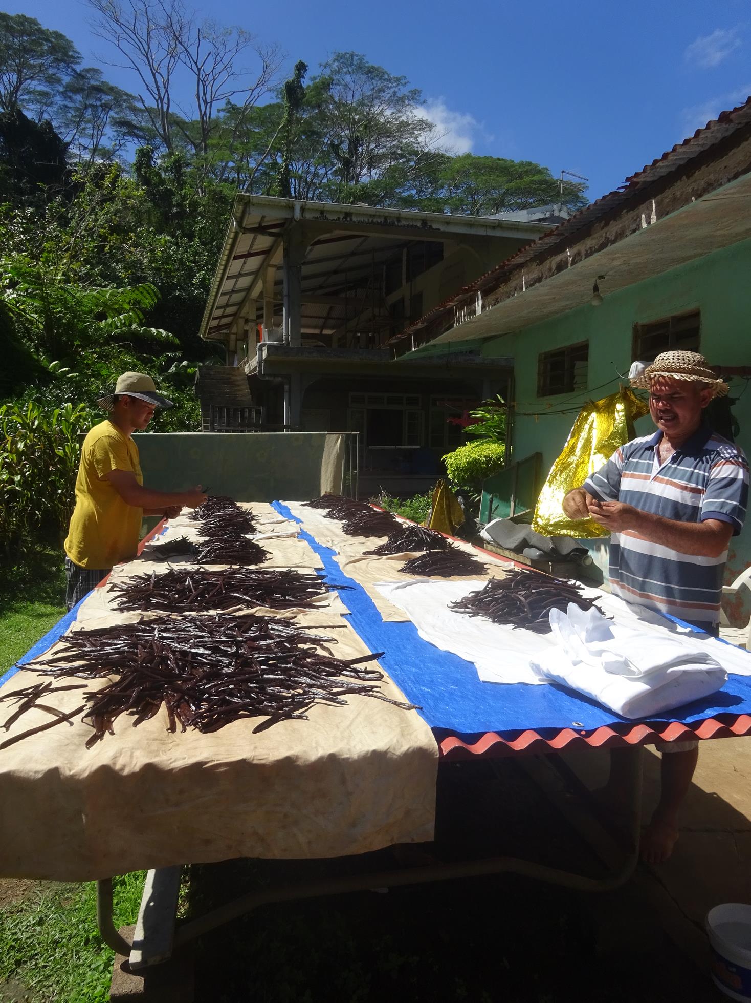 visite d'une production de vanille de Huahine