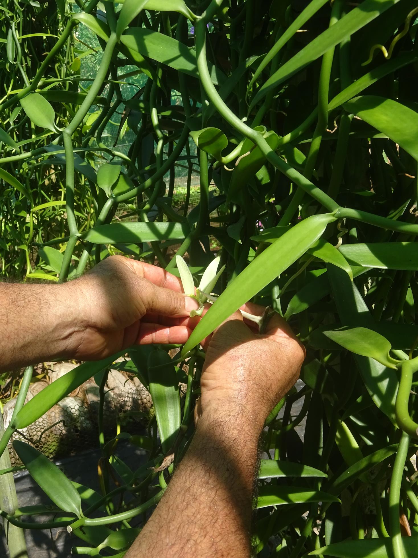 visite d'une production de vanille de Huahine