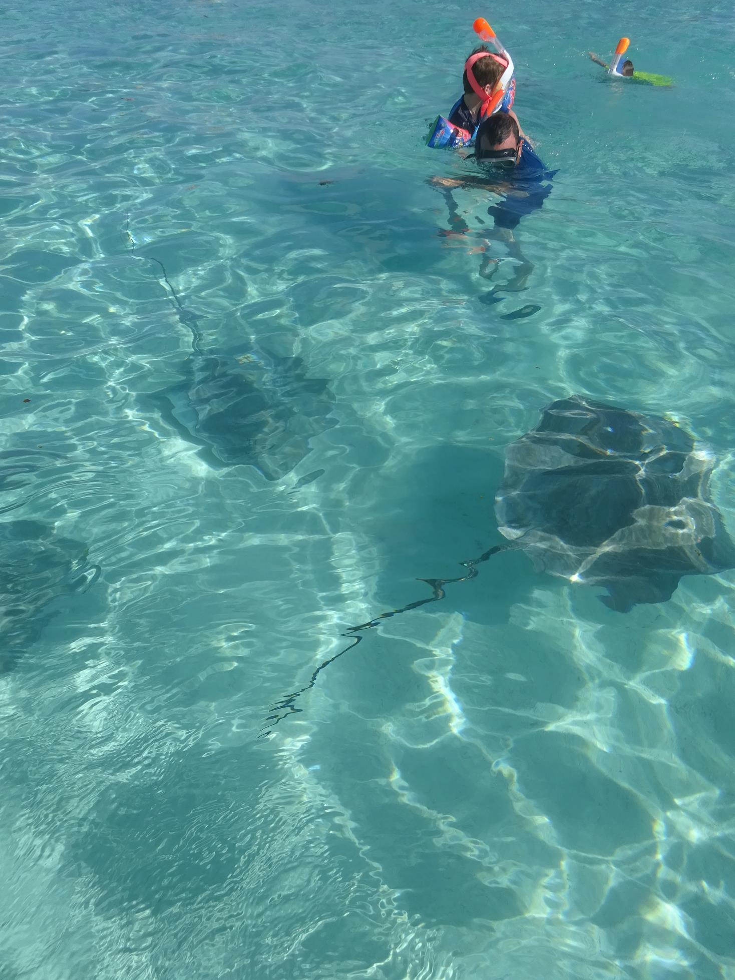 demi-journée bateau à Moorea, lagoonarium