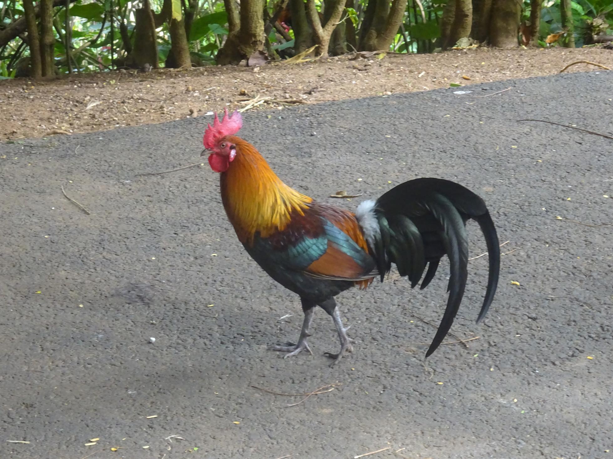 un joli coq