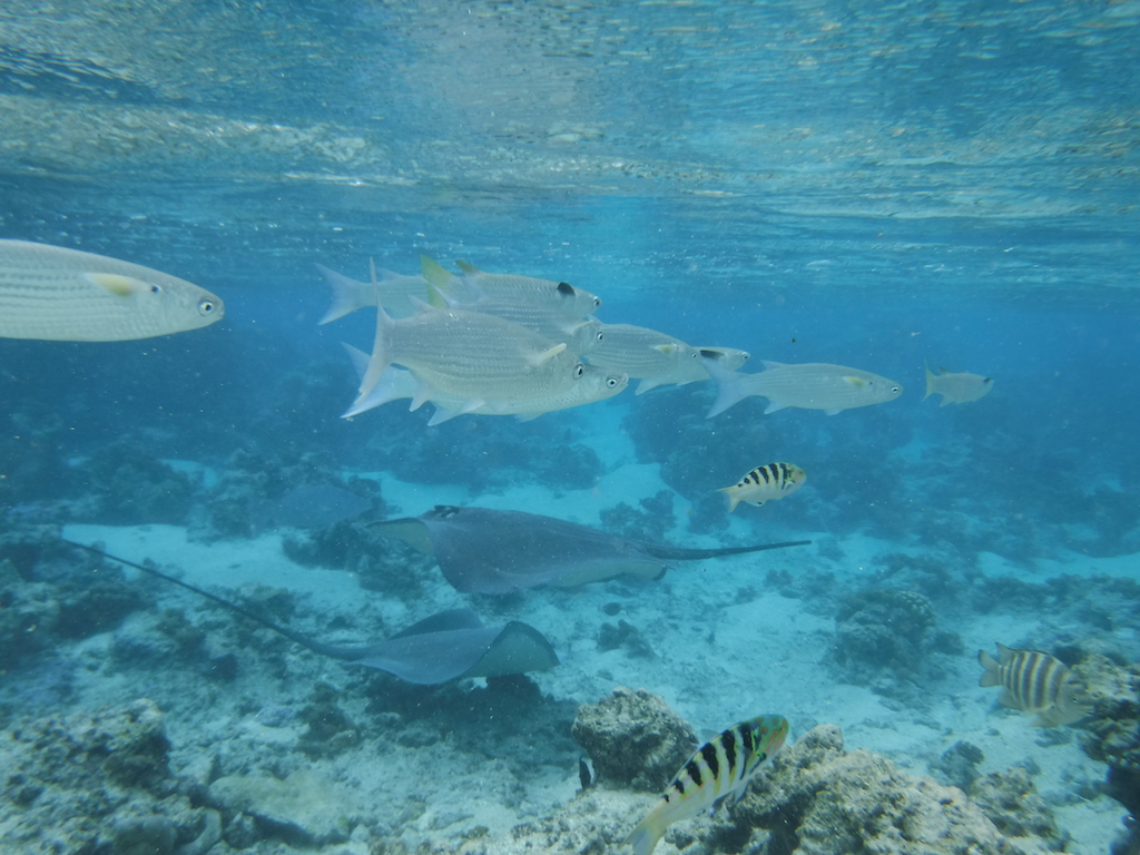 aquarium géant!!