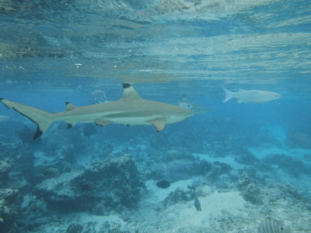 les requins arrivent...