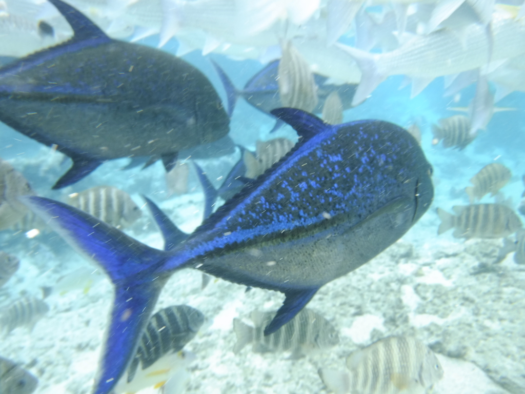 une carangue bleue