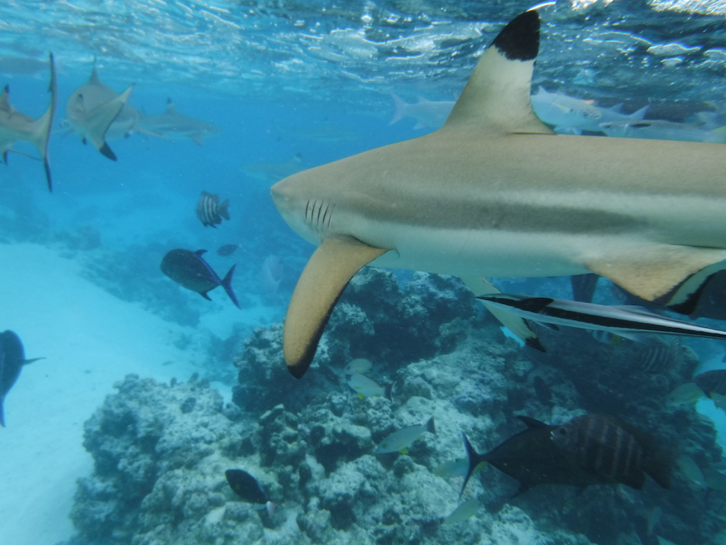un requin pointe noire et un remora