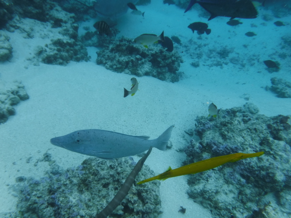 un poisson trompette