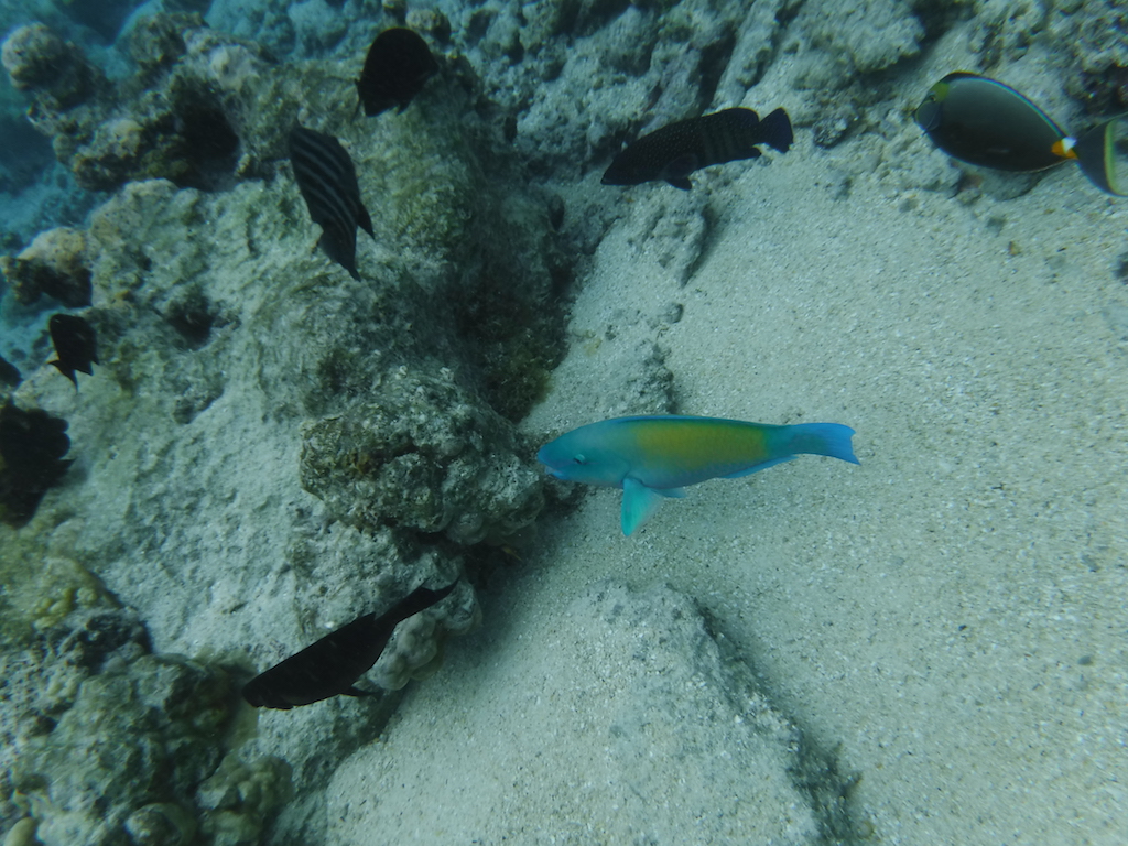 un poisson perroquet