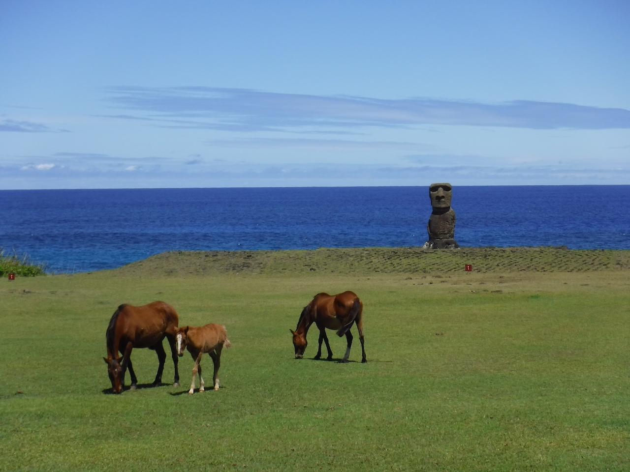 des chevaux partout