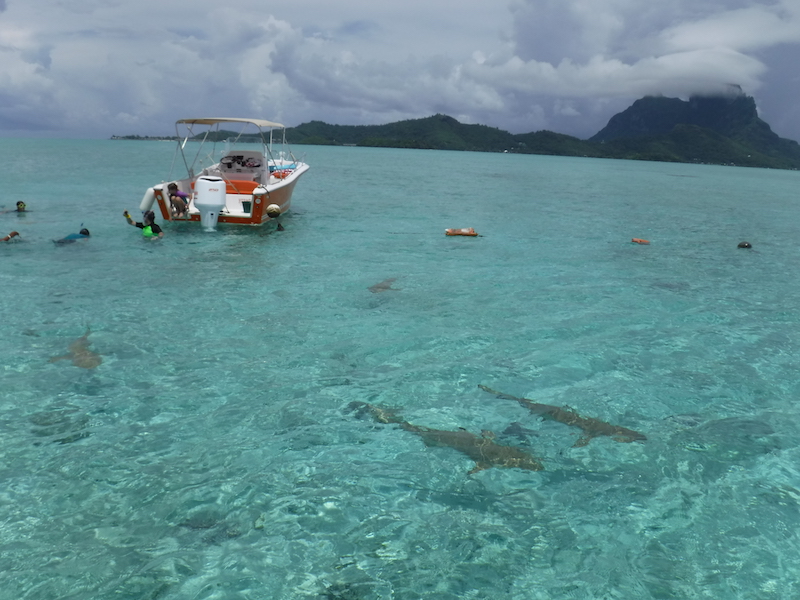 mouillage pour voir les raies et les requins