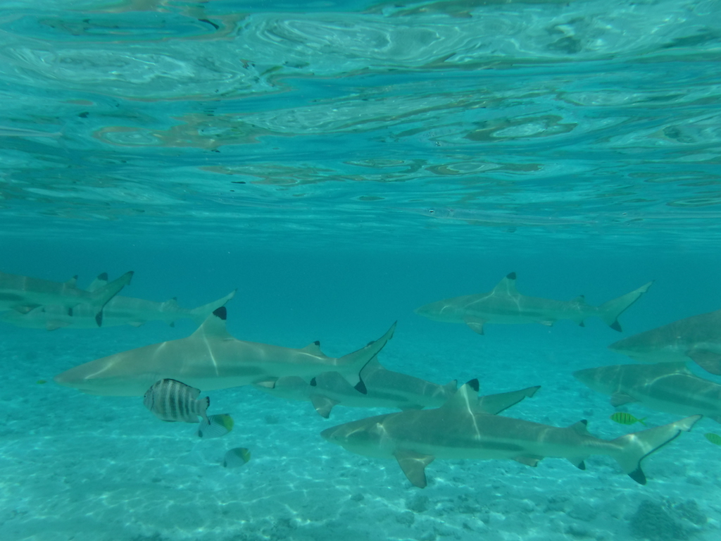 requins pointes noires
