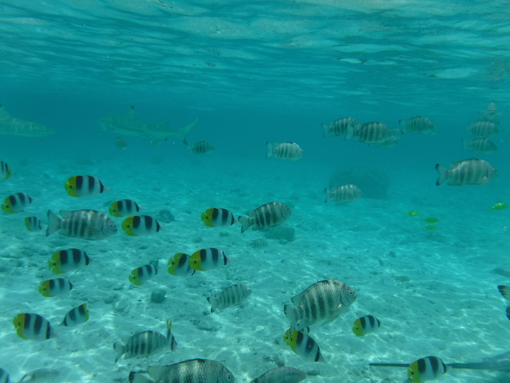 sergent major et autres poissons tropicaux
