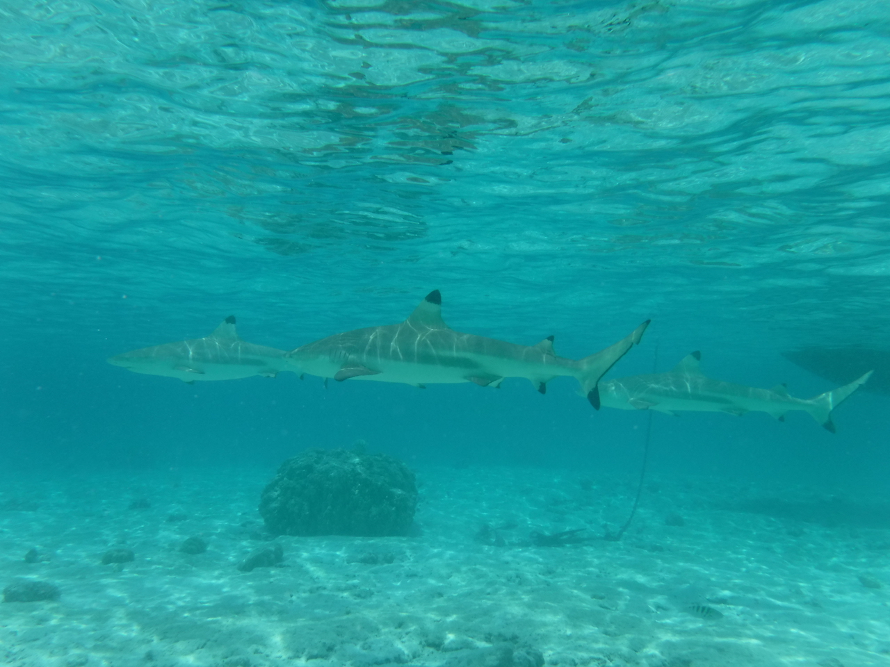 requins pointes noires
