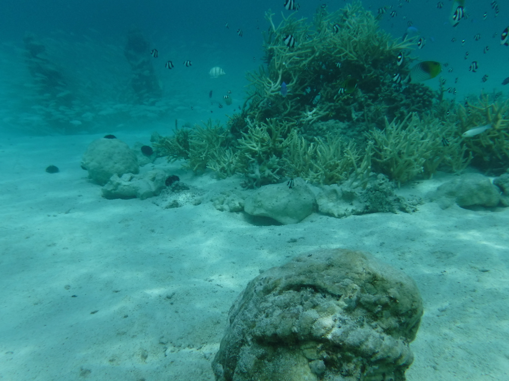 fonds marins au motu
