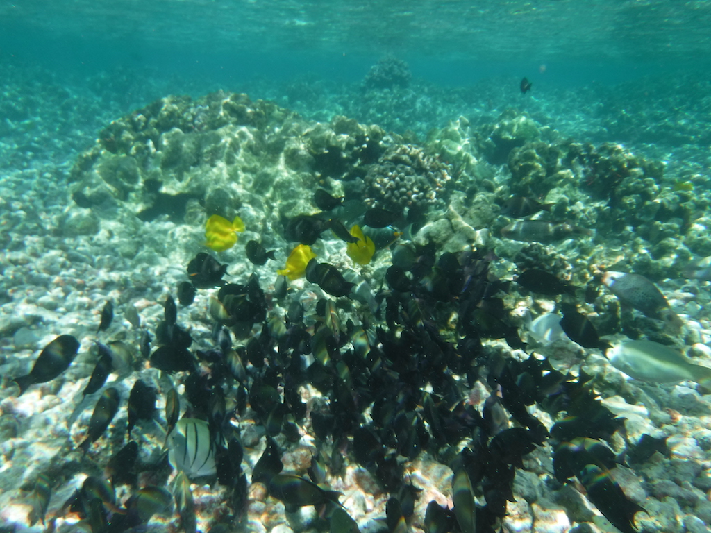 un aquarium naturel