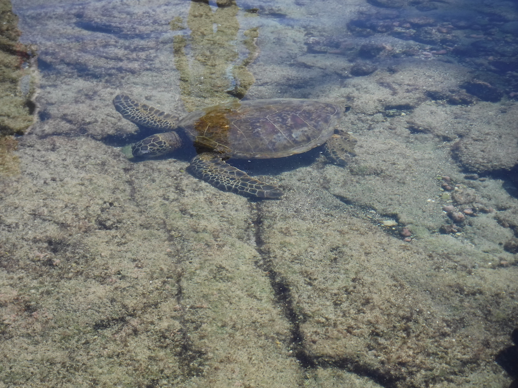 tortue verte