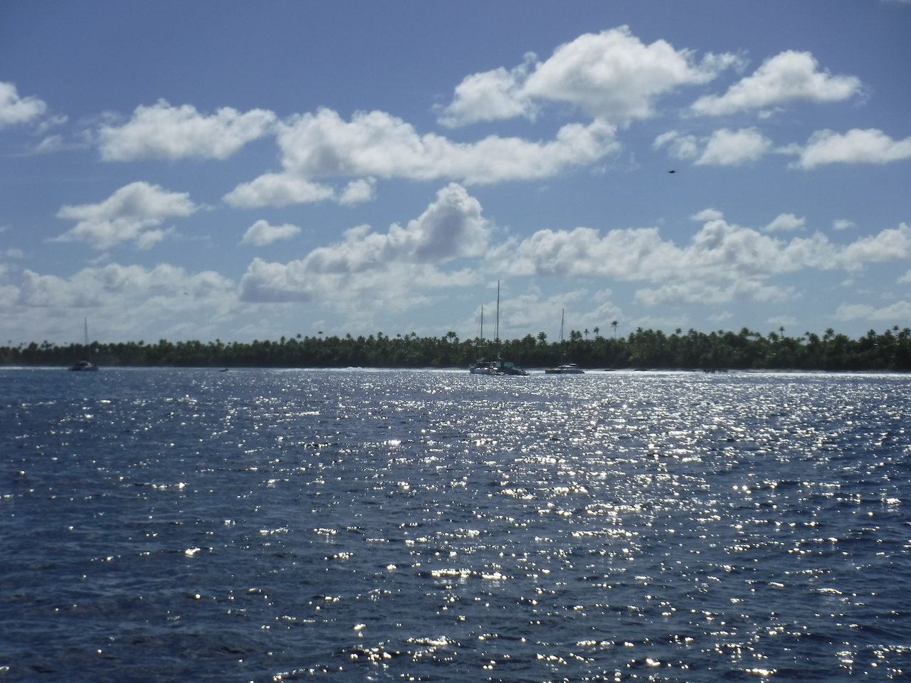 l'îles aux oiseaux; fous, sternes, frégates etc....