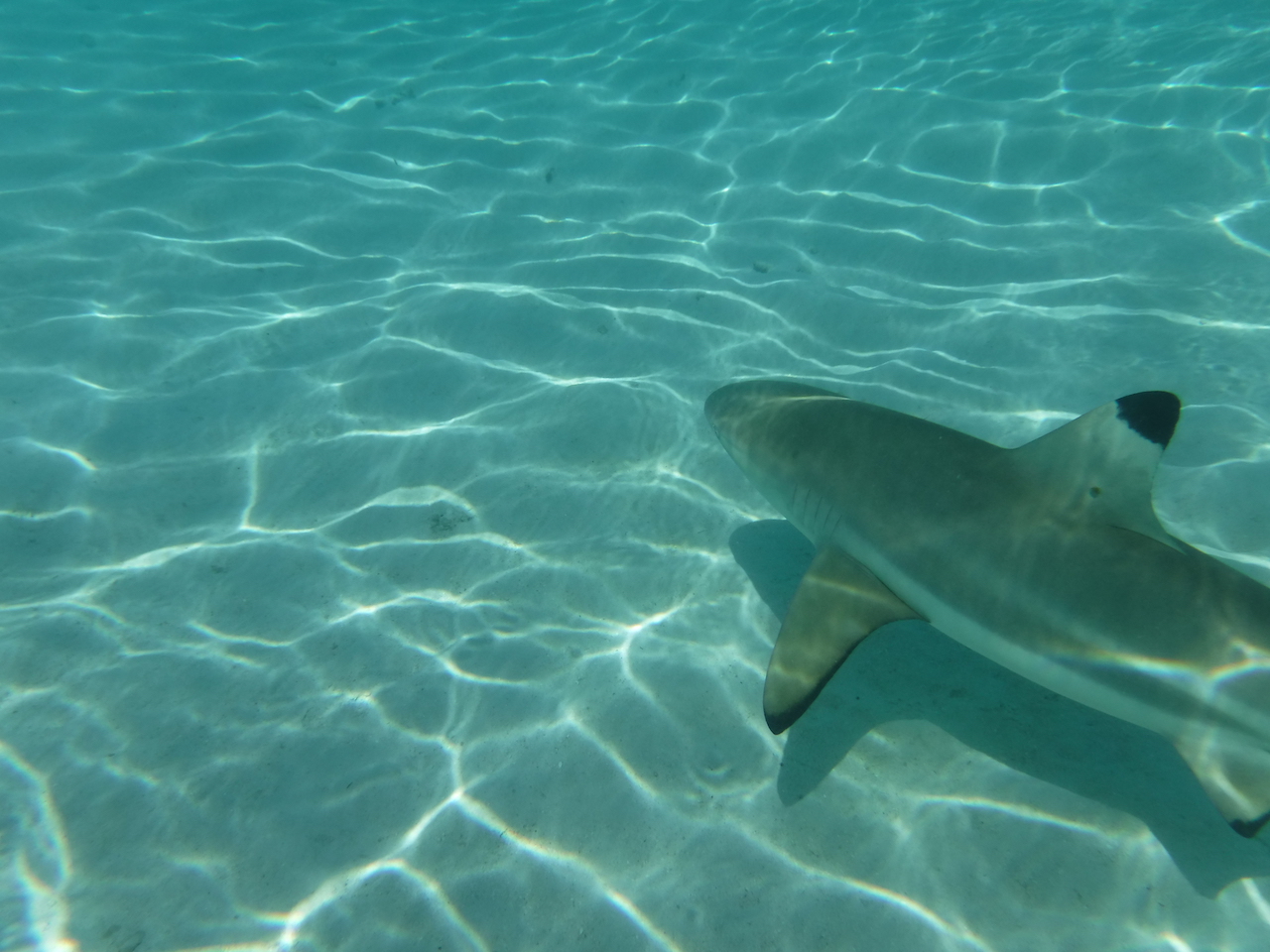 requin pointe noire