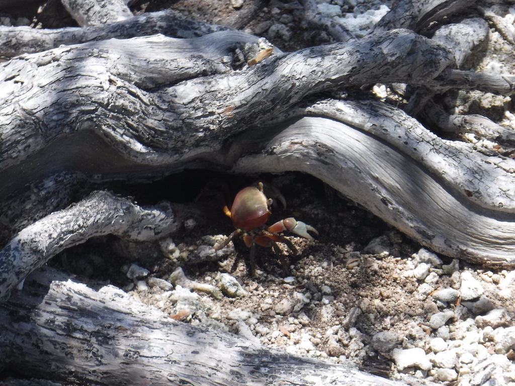 crabe terrestre