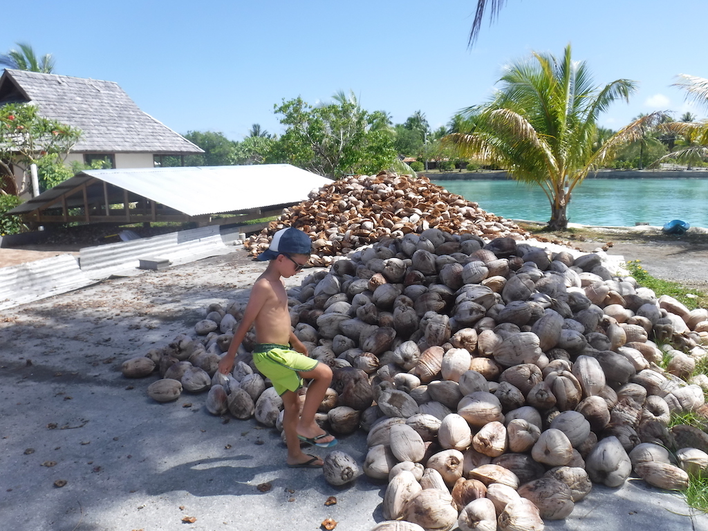 culture du coprah: albumen séché de la noix de coco