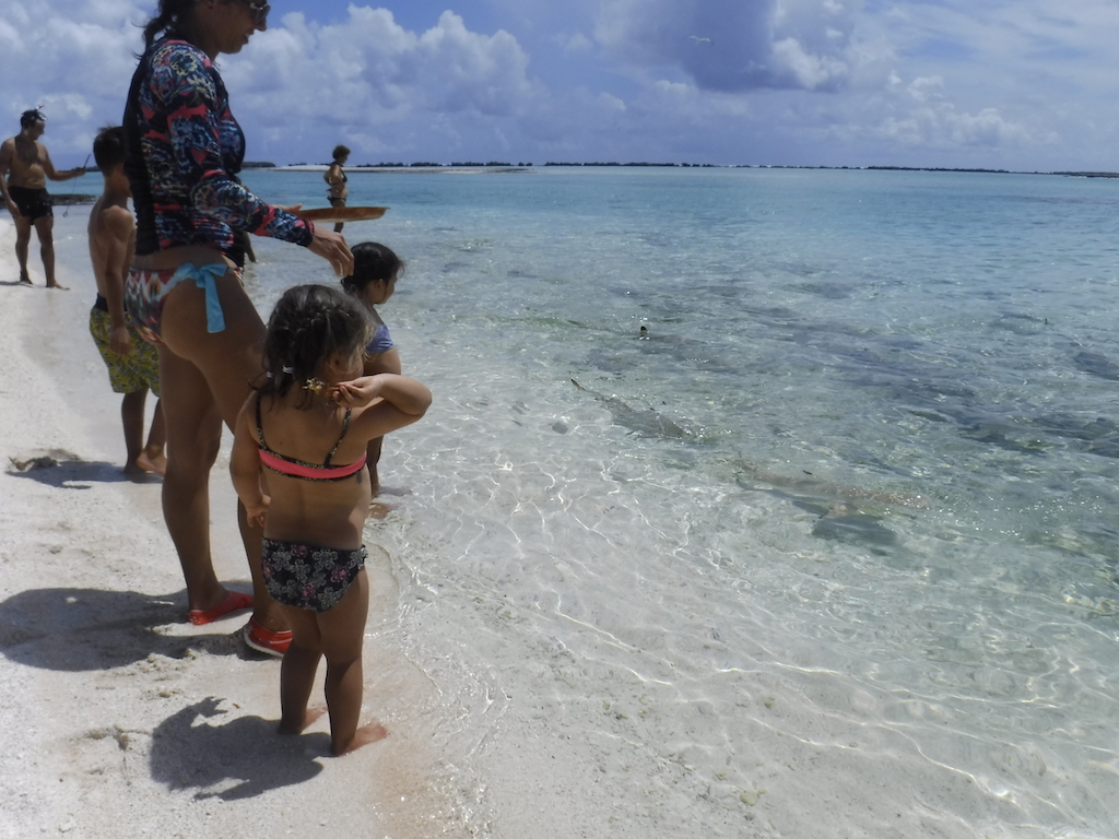 comme toujours, les restes sont donnés aux requins