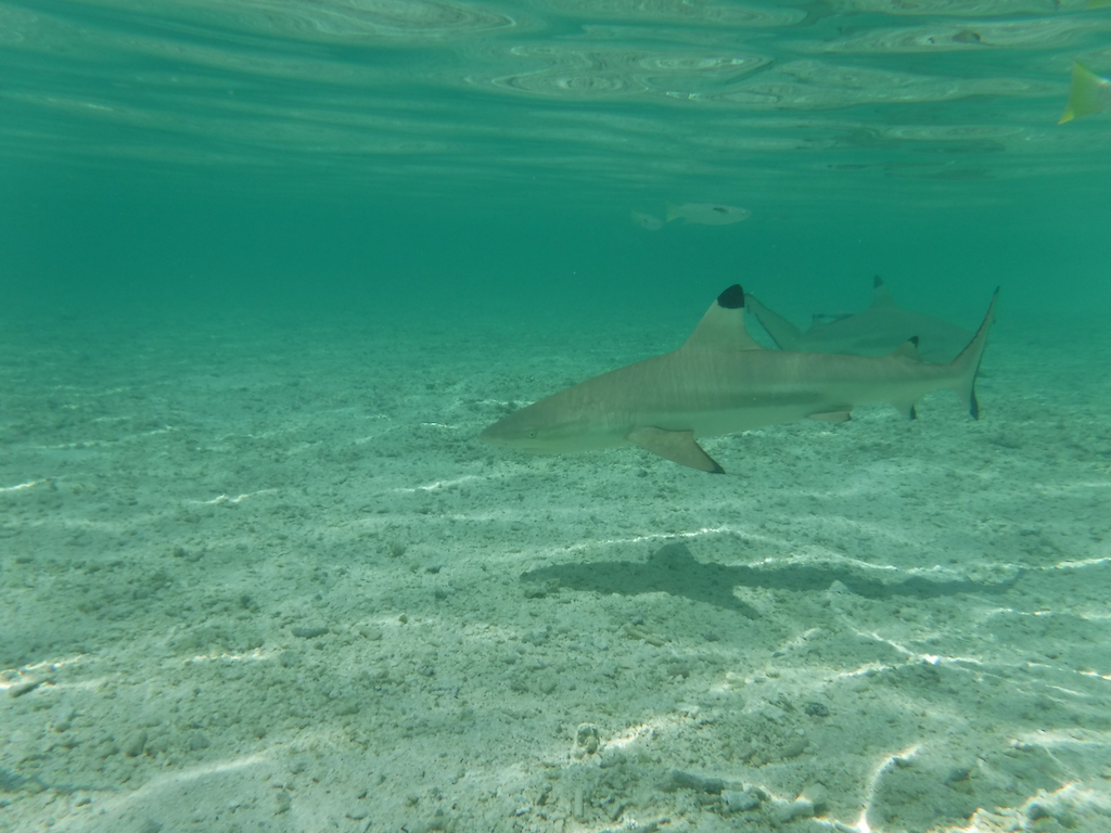 requins pointes noires