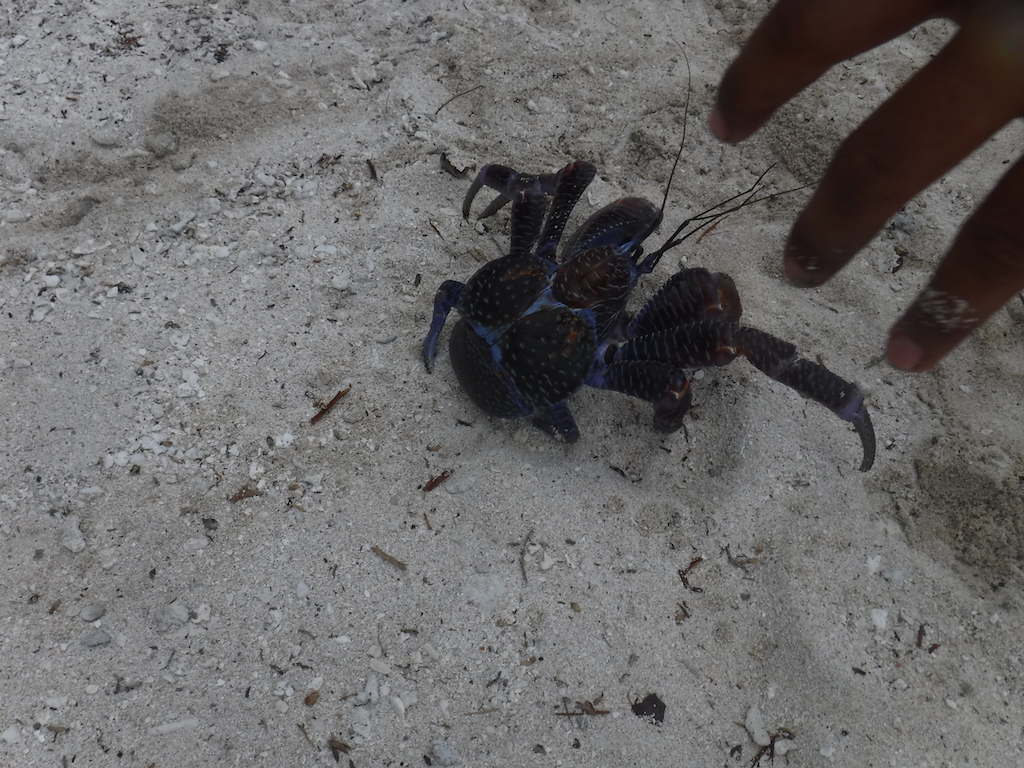 un crabe des cocotiers