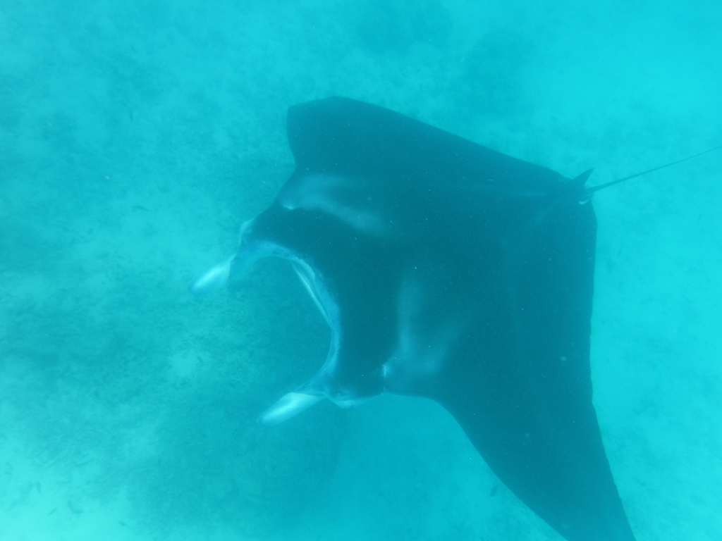 raie manta 