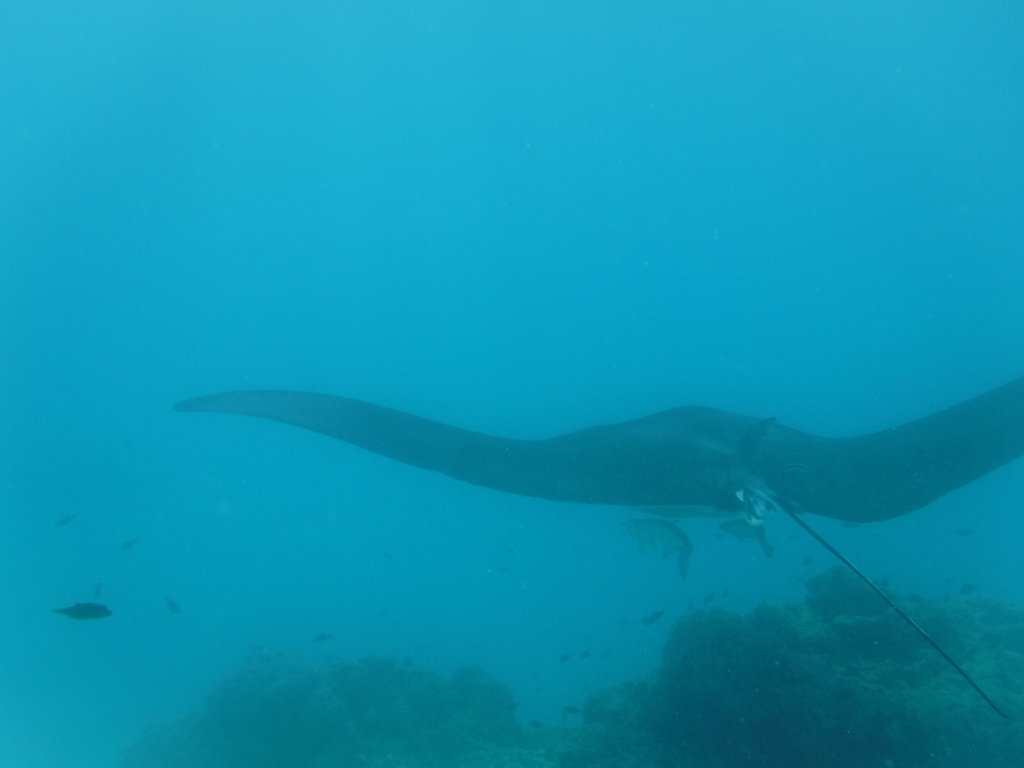 raie manta et poisson pilote