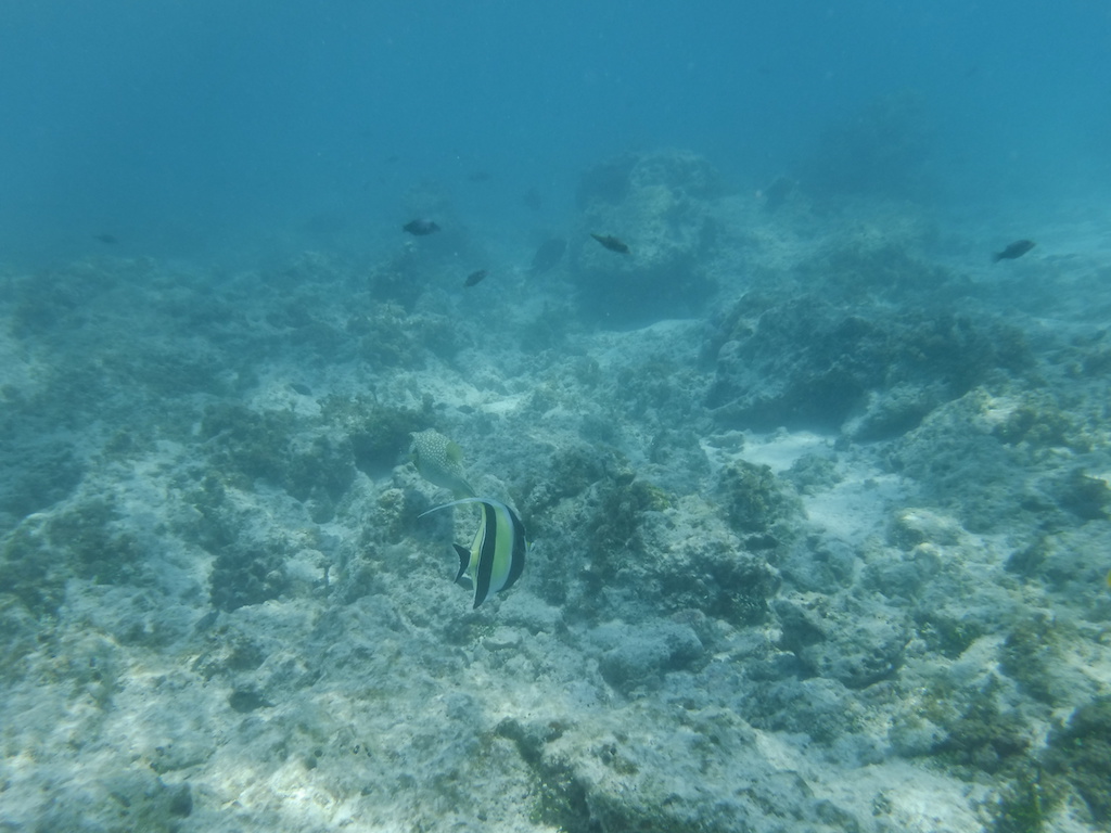 poisson Idole mauresque