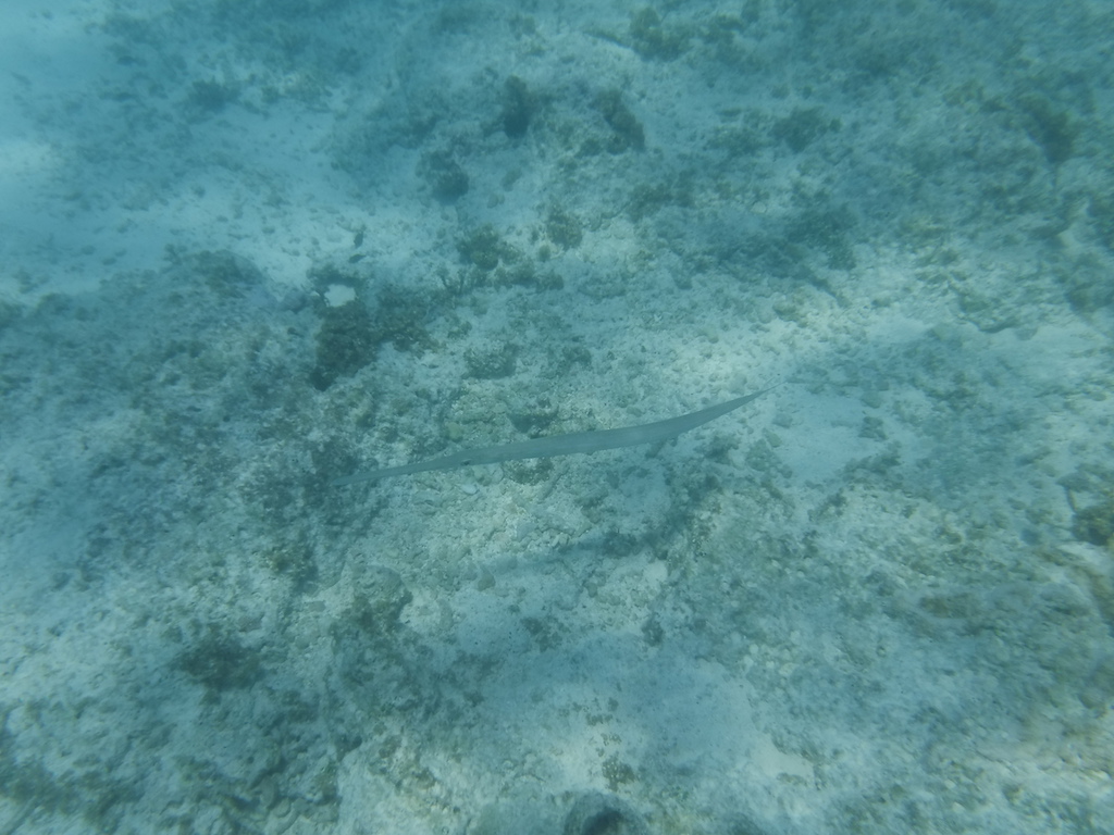 poisson flute