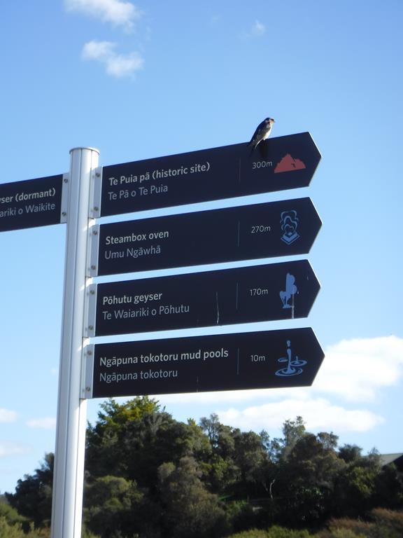 Te Puia, Rotorua