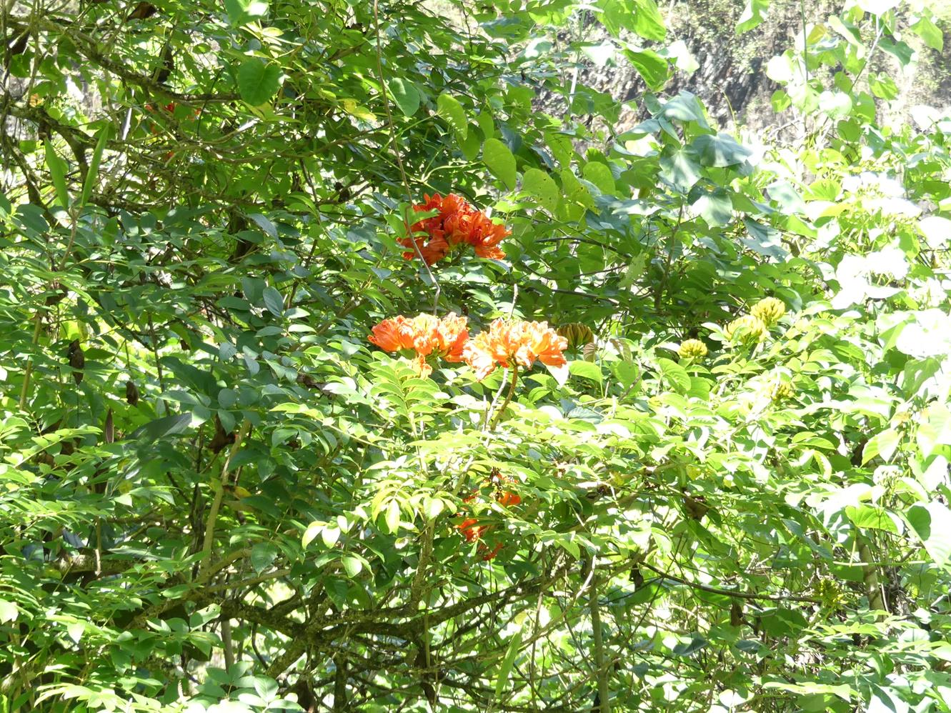 tulipier du Gabon