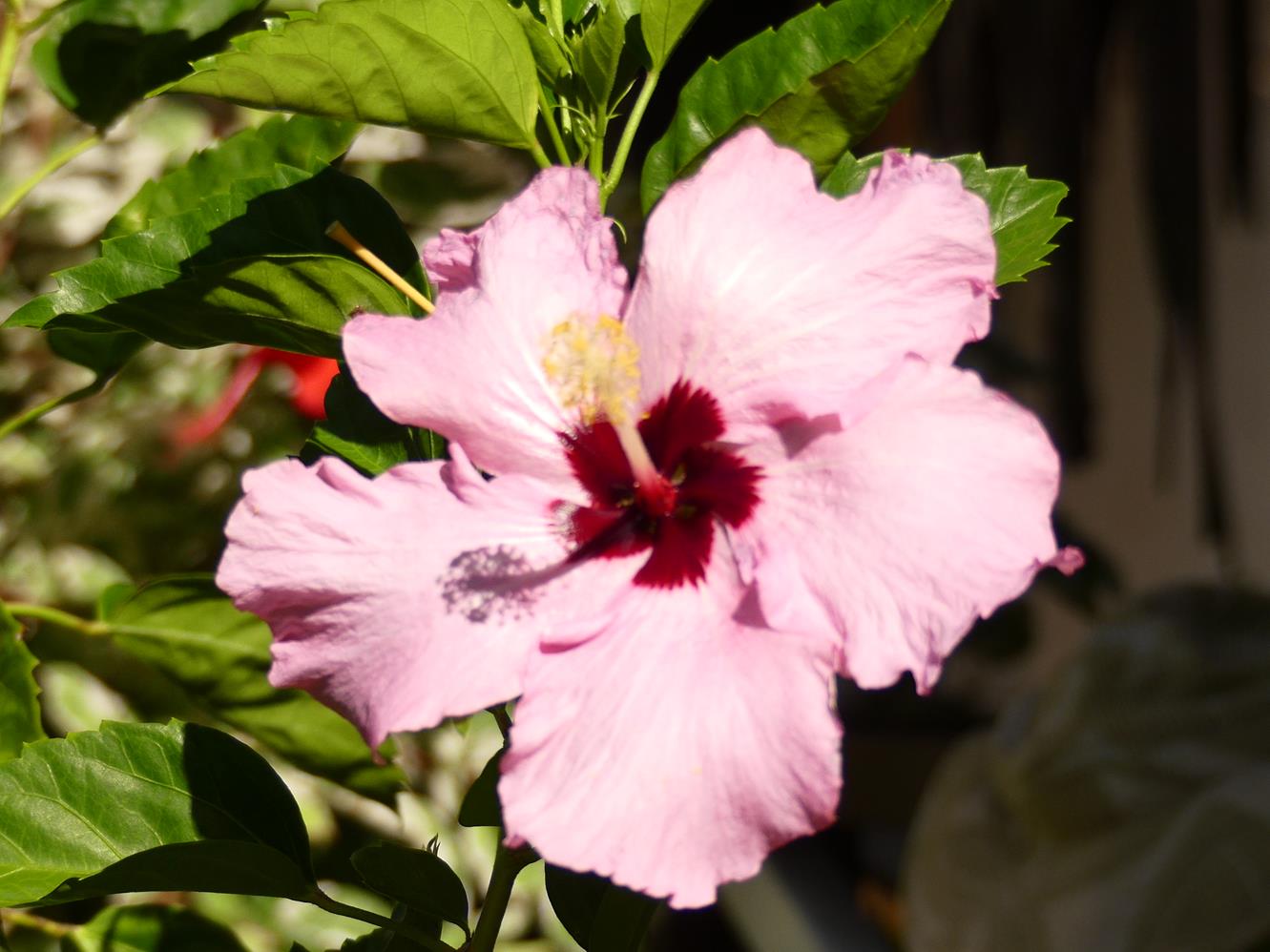 Hibiscus rose