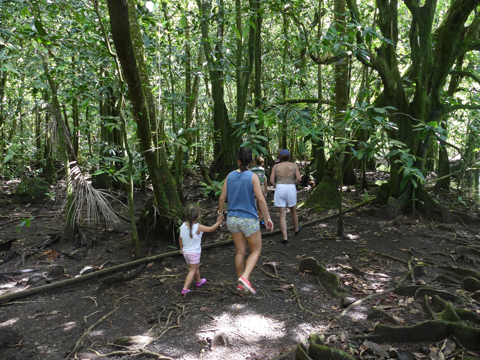 forêt de  Vaipori sur Tahiti Iti