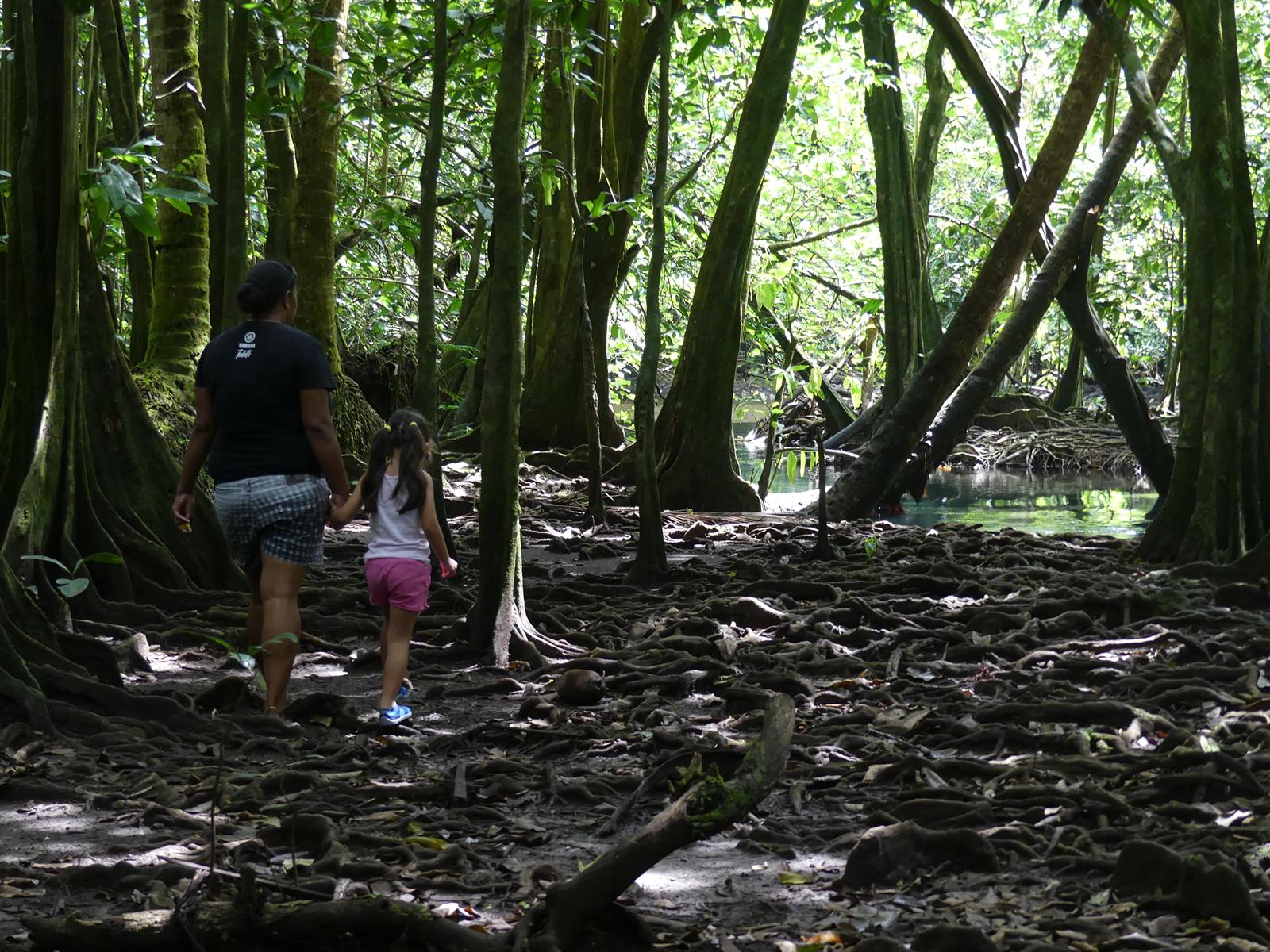 forêt de  Vaipori sur Tahiti Iti