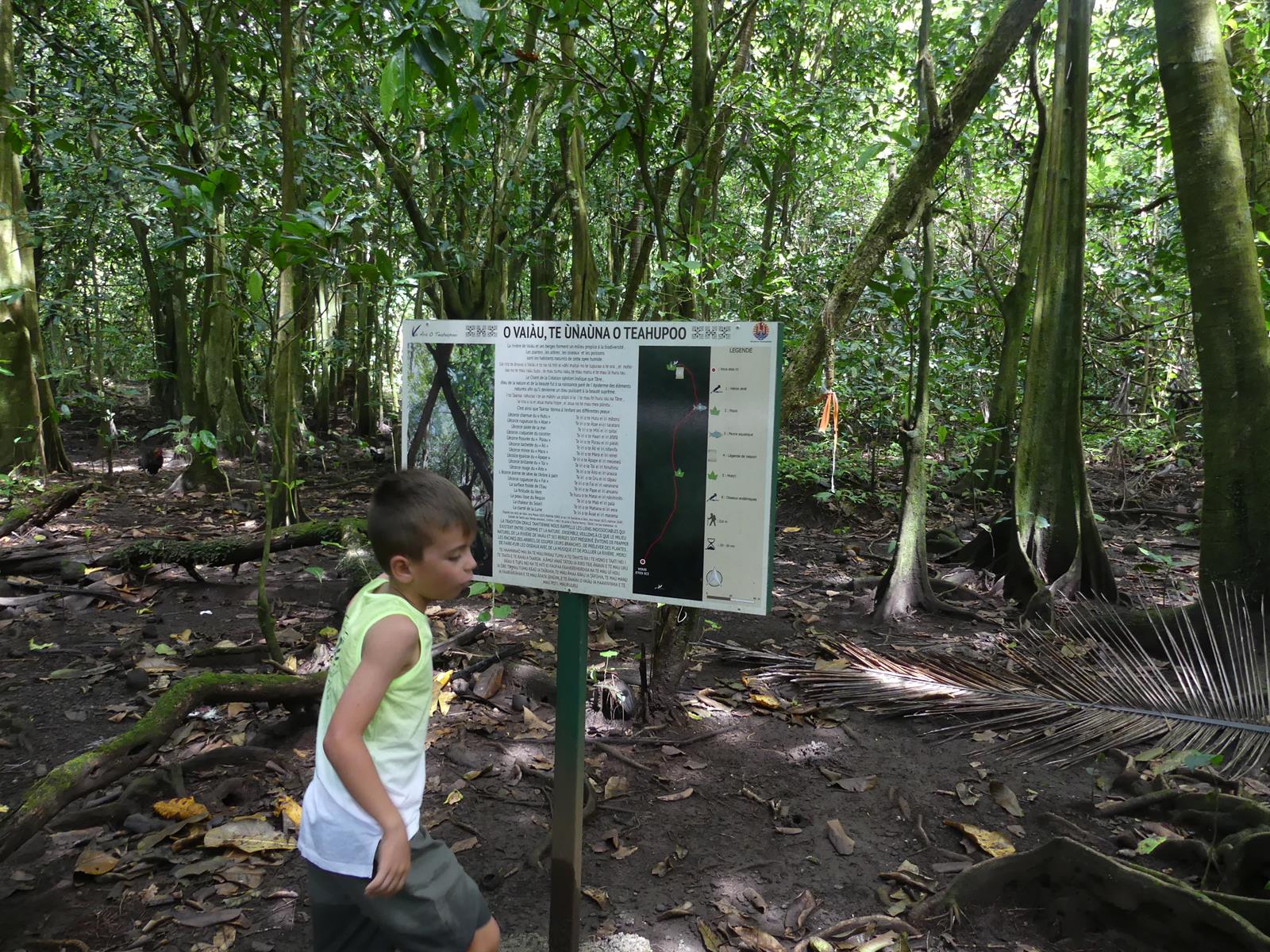 forêt de  Vaipori sur Tahiti Iti