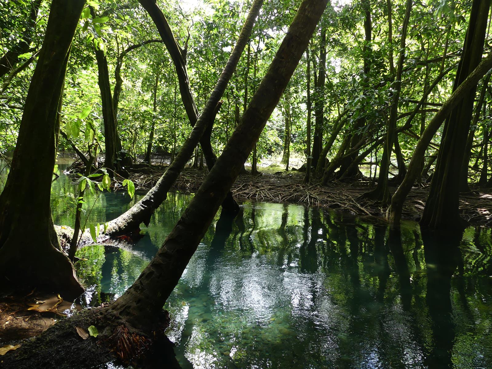 forêt de  Vaipori sur Tahiti Iti