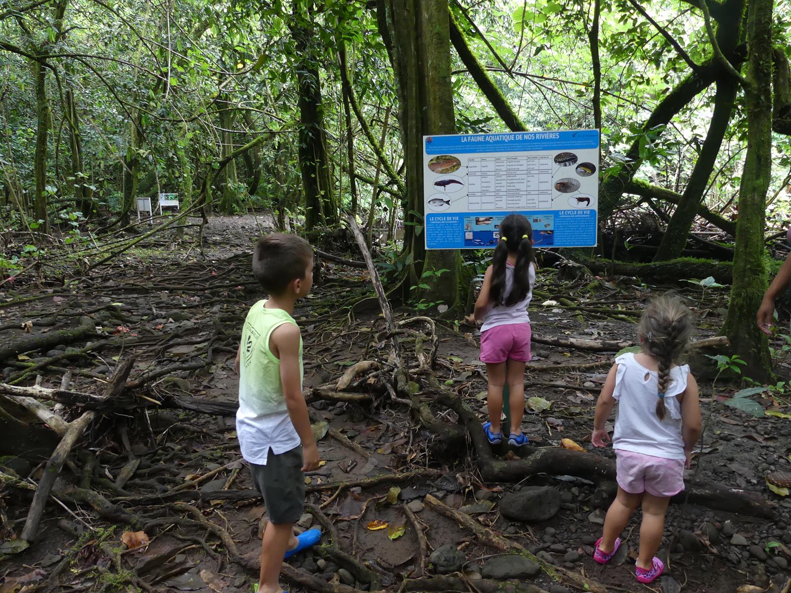 forêt de mapé (châtaignier Tahitien)