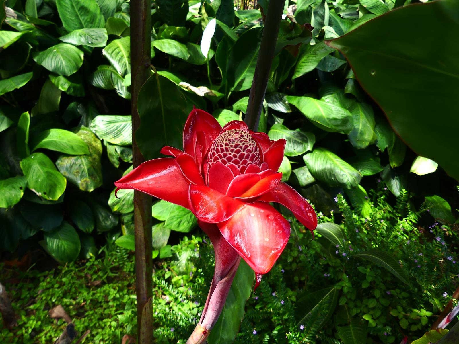 au jardin d'eau de Vaipahi