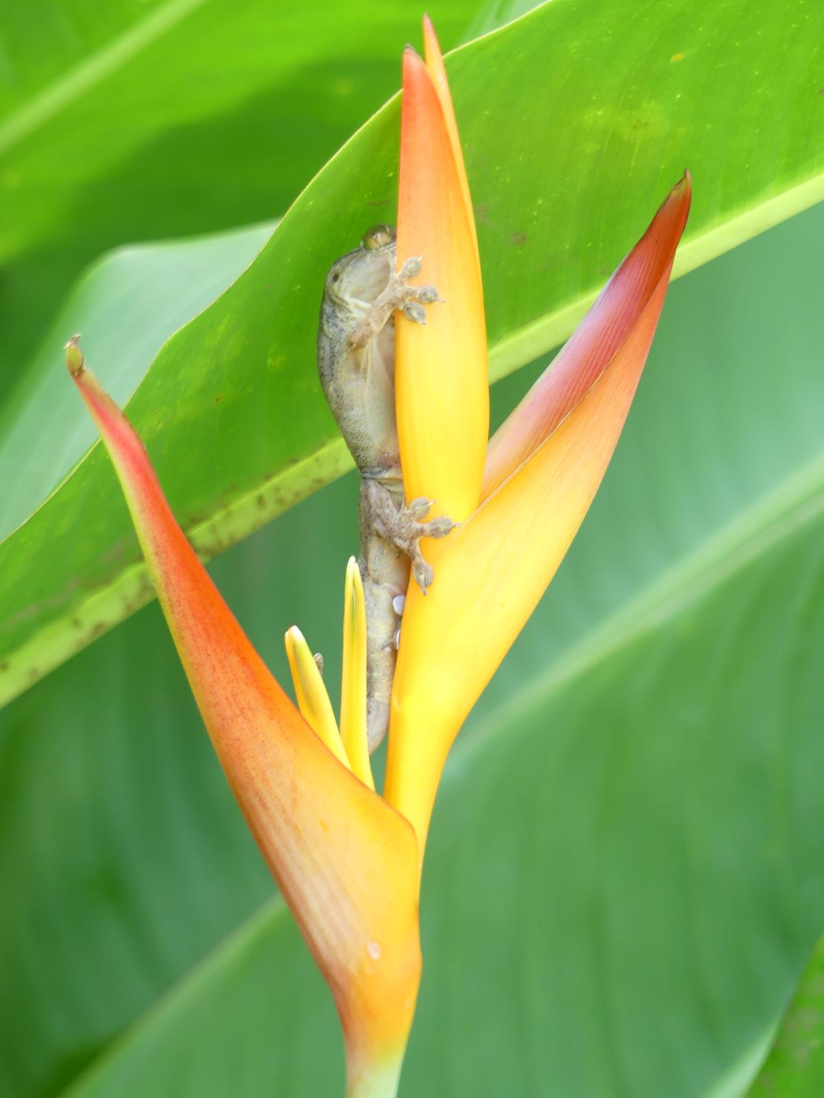 au jardin d'eau de Vaipahi
