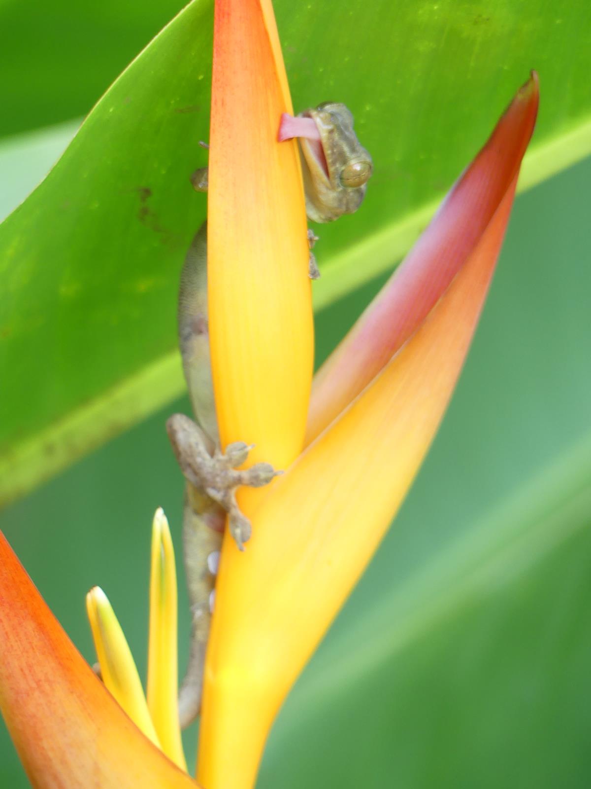 au jardin d'eau de Vaipahi