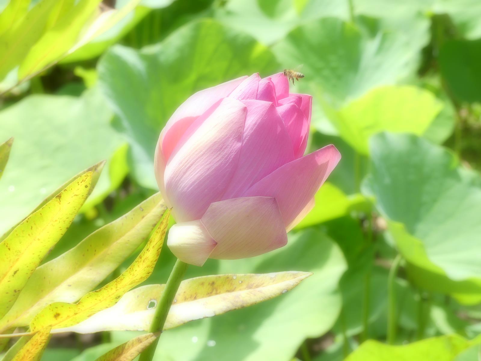 au jardin d'eau de Vaipahi