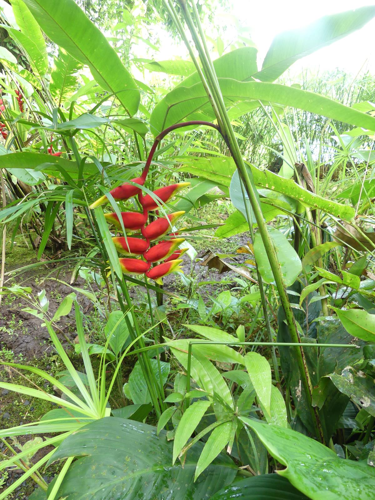 au jardin d'eau de Vaipahi