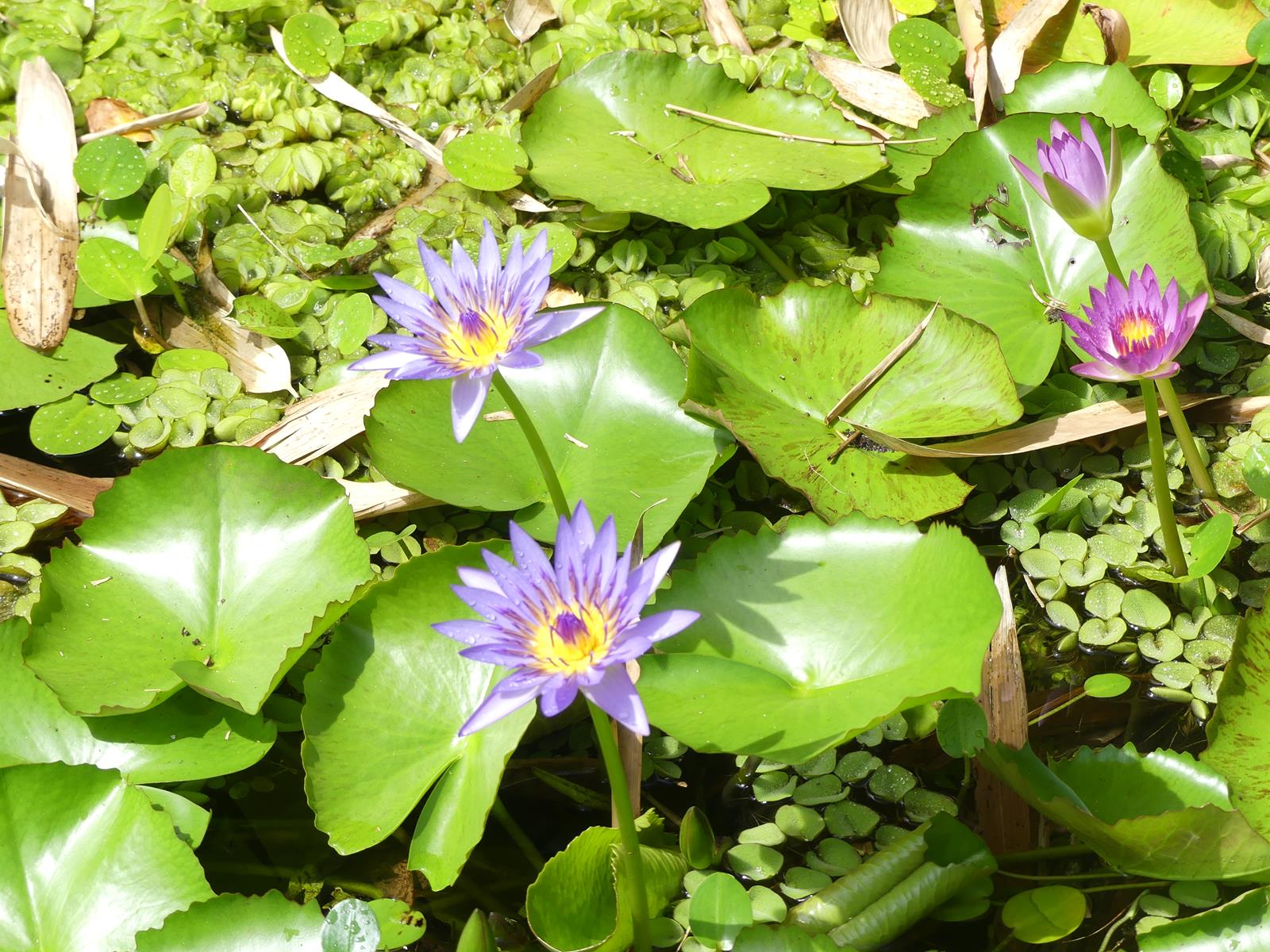 au jardin d'eau de Vaipahi