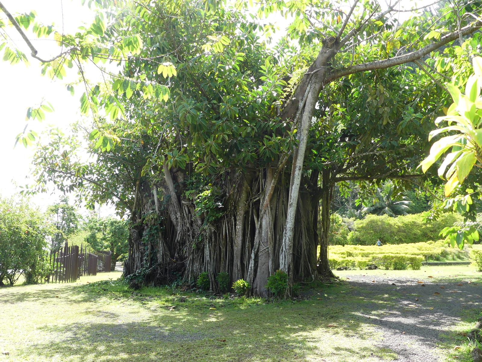 au jardin d'eau de Vaipahi