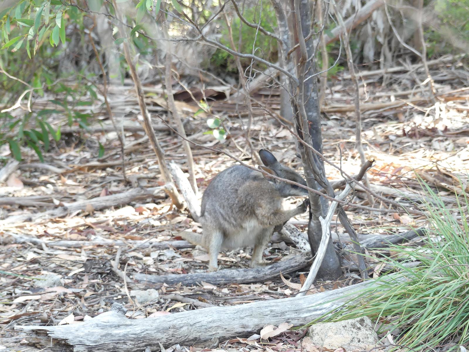 un wallaby sauvage