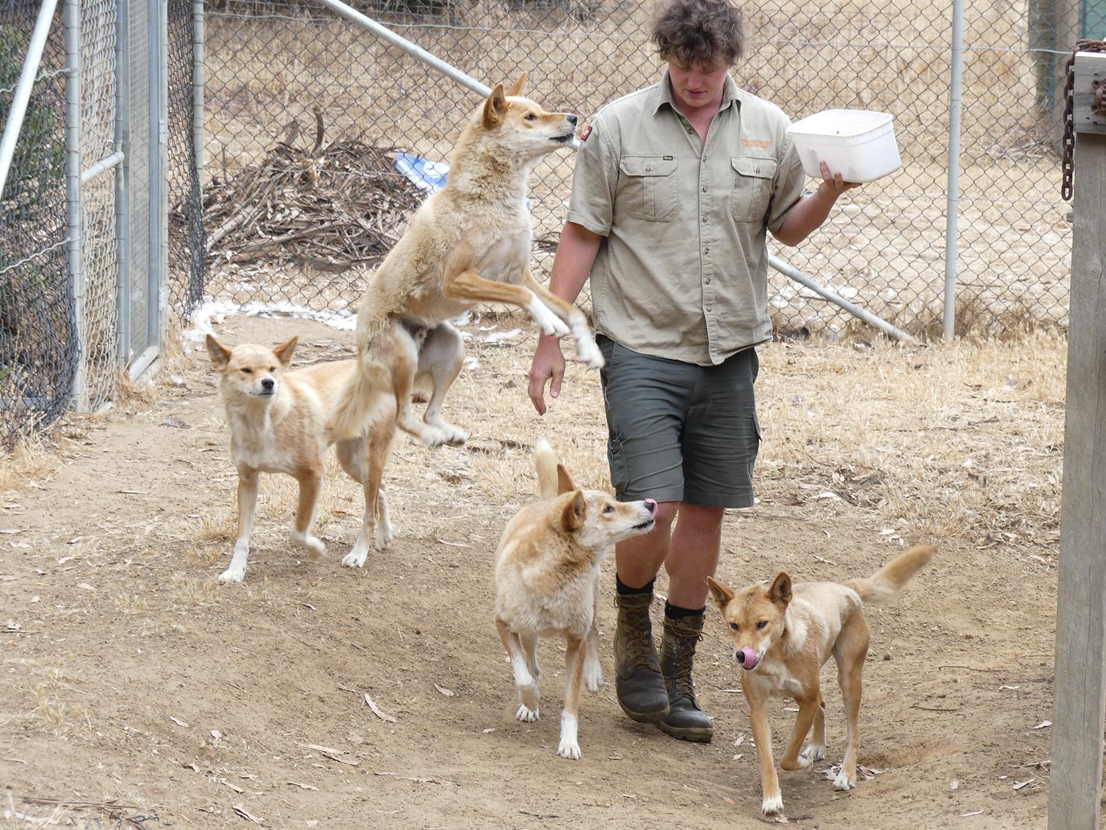 Kangaroo Island Wildlife Park