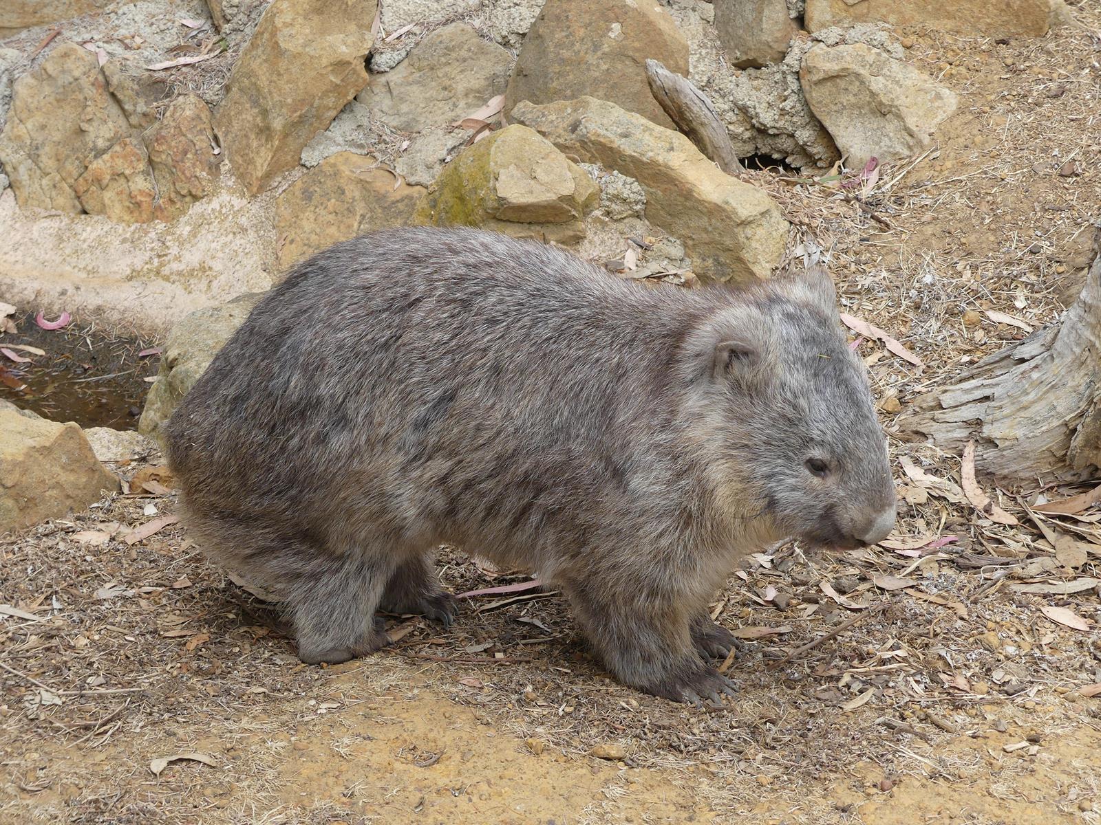 un wombat