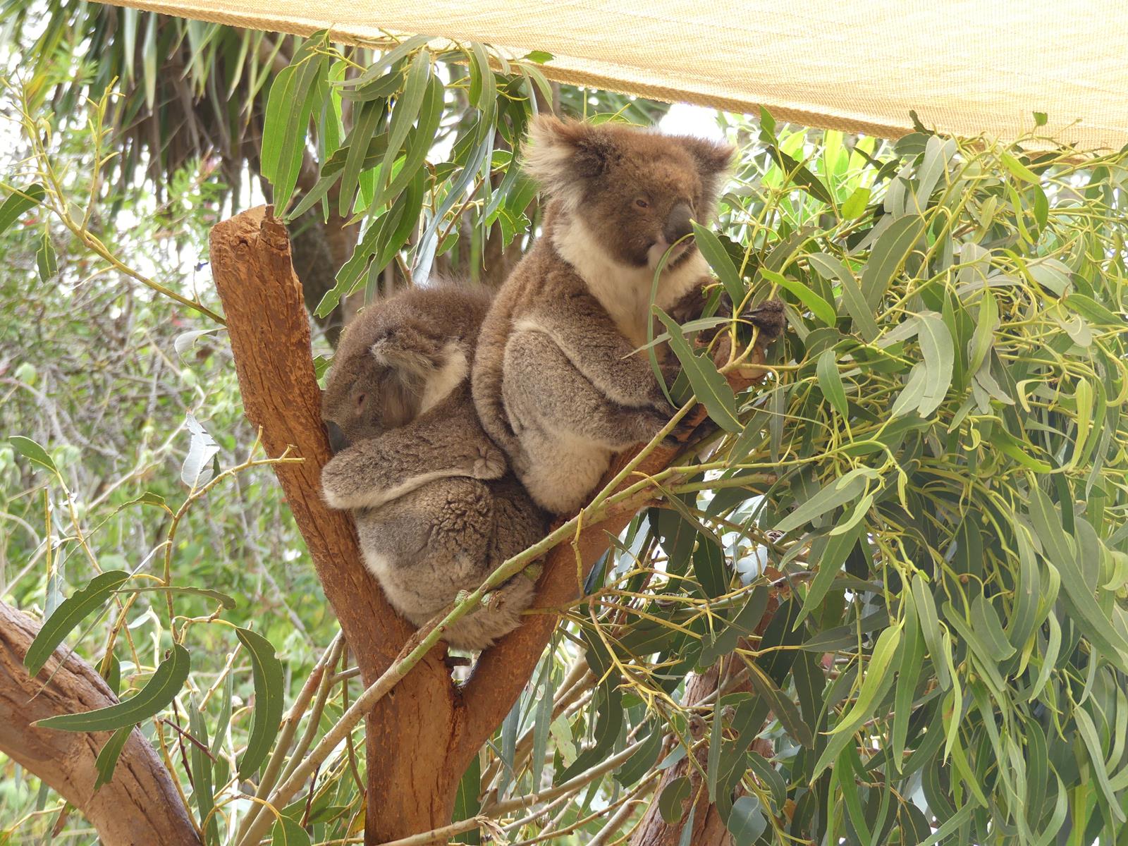 Kangaroo Island Wildlife Park