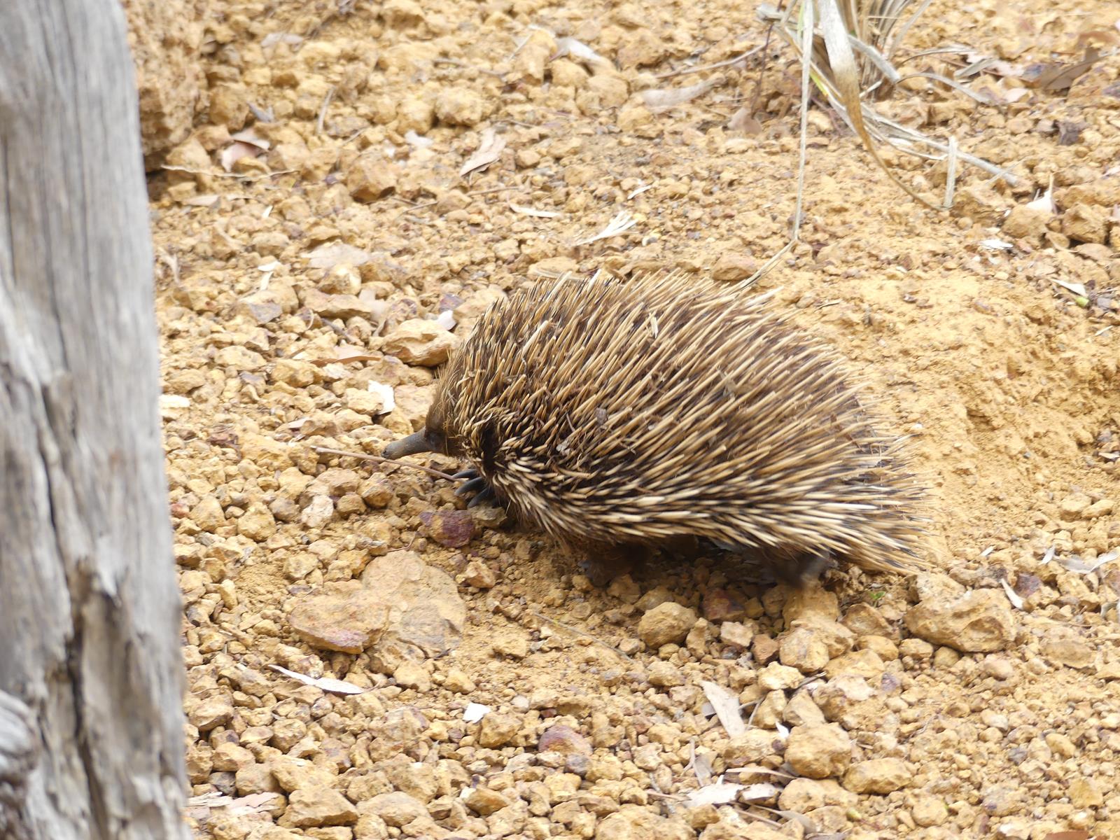 hérisson australien