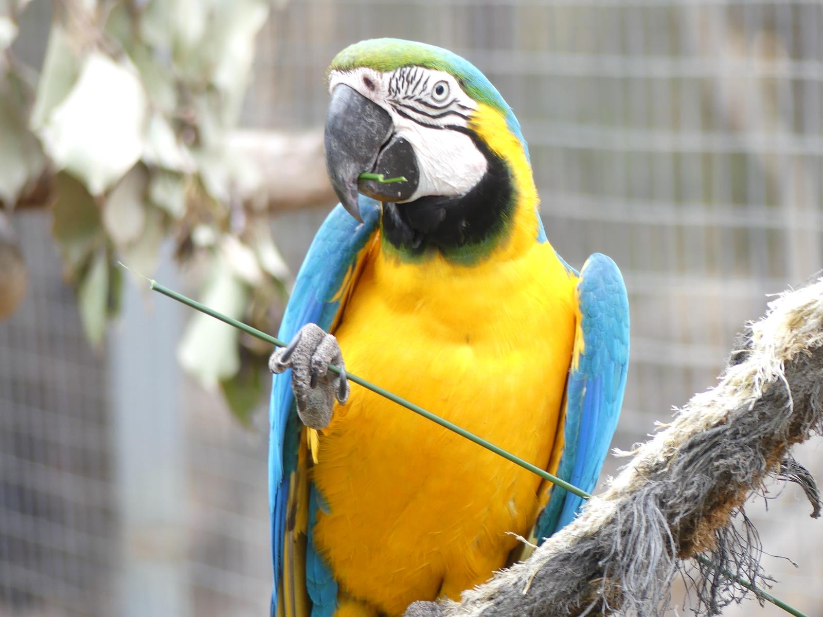 Kangaroo Island Wildlife Park